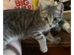 Adopt Zeddie a Gray, Blue or Silver Tabby Egyptian Mau (short coat) cat in