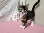 Adopt Twilight a Gray, Blue or Silver Tabby Domestic Mediumhair (medium coat)