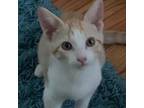 Adopt Iris Rain a Orange or Red Domestic Shorthair / Mixed cat in St.