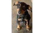 Adopt Frankie and Spotty a Black - with Tan, Yellow or Fawn Doberman Pinscher /