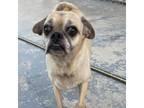 Adopt Daphne a Tan/Yellow/Fawn Pug / Mixed dog in Oceanside, NY (38671056)