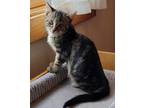 Adopt Little Girl a Domestic Short Hair