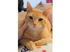 Adopt Gidget a Orange or Red (Mostly) Domestic Shorthair (short coat) cat in