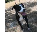 Adopt Jenny a Black Mountain Cur / Border Collie / Mixed dog in Oceanside