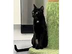 Adopt Howie a Black (Mostly) Domestic Shorthair (short coat) cat in Harrison