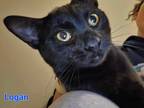 Adopt Logan a All Black Domestic Shorthair (short coat) cat in Byron Center
