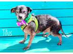 Adopt Titus a Black - with White Terrier (Unknown Type, Medium) / Mixed dog in
