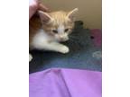 Adopt Kenyon a Orange or Red (Mostly) Domestic Mediumhair (medium coat) cat in