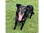 Adopt Drafli a Black Labrador Retriever / Mixed dog in High Ridge, MO (38670701)