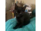 Adopt Pantera a All Black Bombay (short coat) cat in Acton, CA (38670686)