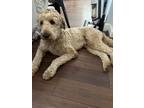 Adopt Arlo a Red/Golden/Orange/Chestnut - with White Goldendoodle / Mixed dog in