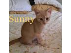 Adopt Sunny a Orange or Red Oriental (short coat) cat in Acton, CA (38670593)