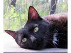 Adopt James a Black (Mostly) Domestic Shorthair (short coat) cat in Newport