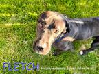 Adopt FLETCH a Black - with White Great Dane / Labrador Retriever / Mixed dog in