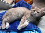 Adopt Oliver Lothrop a Orange or Red Domestic Shorthair / Domestic Shorthair /