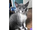 Adopt Madeline Lothrop a Gray or Blue Domestic Shorthair / Domestic Shorthair /