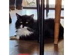 Adopt Snowing a Black & White or Tuxedo Domestic Mediumhair (medium coat) cat in