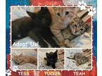Adopt Tess Teah Tucker a Orange or Red Tabby American Shorthair (short coat) cat