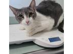 Adopt Lupin a Gray or Blue Domestic Shorthair / Mixed cat in Westminster