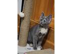 Adopt Sasha a Tortoiseshell Domestic Shorthair (short coat) cat in Byron Center