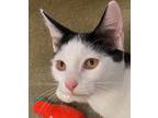 Adopt Gabbie a Black & White or Tuxedo Domestic Shorthair (short coat) cat in