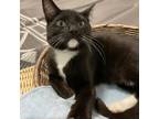 Adopt Zippi a All Black Domestic Shorthair / Mixed cat in San Jose