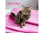 Adopt Fluff Ball a Domestic Longhair / Mixed (long coat) cat in Nashville