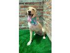 Adopt Winona a Tan/Yellow/Fawn Labrador Retriever / Mixed dog in Auburn