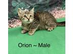 Adopt Orion a Tan or Fawn Tabby Domestic Shorthair (short coat) cat in Fairmont