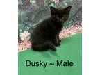 Adopt Dusky a All Black Domestic Mediumhair (short coat) cat in Fairmont