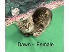 Adopt Dawn a Tan or Fawn Tabby Domestic Shorthair (short coat) cat in Fairmont