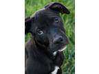 Adopt Black Panther a Black Labrador Retriever / Terrier (Unknown Type