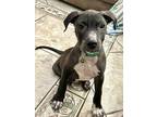 Adopt Ezra a Black Labrador Retriever / Mixed Breed (Medium) / Mixed dog in