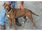Adopt Max a Brown/Chocolate Labrador Retriever / Mixed dog in Philadelphia