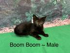 Adopt Boom Boom a All Black Domestic Shorthair (short coat) cat in Fairmont