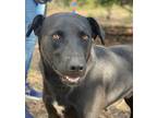 Adopt Levi a Black Labrador Retriever / Mixed dog in Harper, TX (38668697)