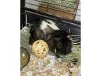 Adopt Cream Puff a Black Guinea Pig / Mixed (short coat) small animal in Palm