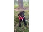 Adopt Rebecca Black a Black Labrador Retriever / Terrier (Unknown Type