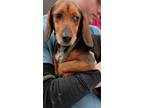 Adopt Emilee a Beagle, Mixed Breed