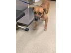 Adopt Gary a Brown/Chocolate Boxer / Mixed dog in Fort Worth, TX (38668322)