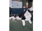 Adopt Vinny a Black & White or Tuxedo Domestic Shorthair (short coat) cat in