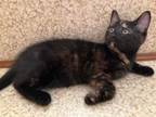 Adopt Blaze a Tortoiseshell Domestic Shorthair (short coat) cat in Garden City