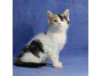 Adopt Holly a Calico or Dilute Calico Domestic Shorthair (short coat) cat in