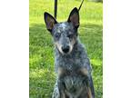 Adopt Mateo a Gray/Blue/Silver/Salt & Pepper Australian Cattle Dog / Mixed dog