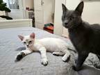 Adopt Grace a Gray or Blue Domestic Shorthair (short coat) cat in Fresh Meadows