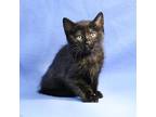 Adopt Carolina a All Black Domestic Shorthair (short coat) cat in Overland Park