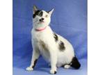 Adopt Ellen a Black & White or Tuxedo Domestic Shorthair (short coat) cat in