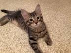 Adopt Phoebe a Brown Tabby Domestic Shorthair (short coat) cat in Garden City