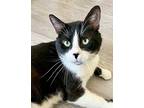 Adopt Wasabi a Black & White or Tuxedo Domestic Shorthair (short coat) cat in