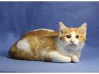 Adopt Butterscotch a Orange or Red (Mostly) Domestic Shorthair (short coat) cat